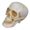 7" Realistic Talking Skull