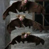3 Pack Brown Bat